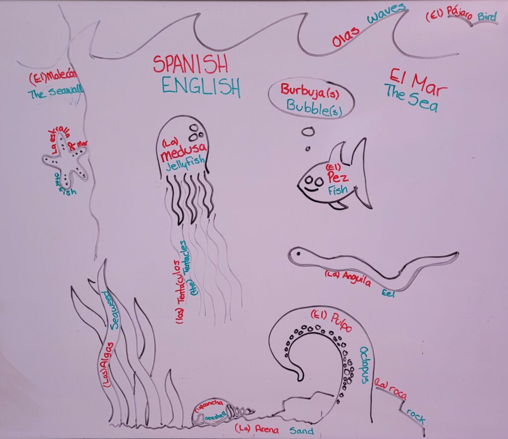 black drawings with the spanish (in red ink) and english (in green ink) translation of words for sea, waves, bird, bubbles, starfish, seawall, jellyfish, tentacles, seaweed, fish, eel, octopus, seashell, sand, and rock.